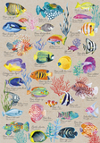 CALYPTO Puzzle 500 P - Poissons Exotiques - playhao - Toy Shop Singapore
